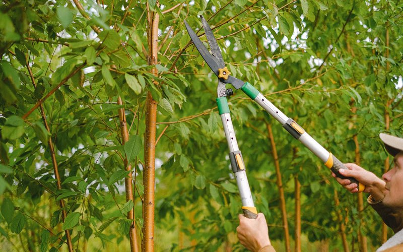 Tree trimming in Springville, IA